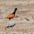 Wattled Jacana (Jacana jacana)