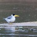 Large-billed Tern (Phaetusa simplex)