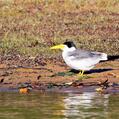 Large-billed Tern (Phaetusa simplex)