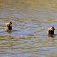 Giant Otter (Pteronura brasiliensis)