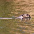 Giant Otter (Pteronura brasiliensis)