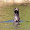 Giant Otter (Pteronura brasiliensis)