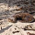 Neotropical Otter (Lontra longicaudis)