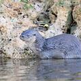 Neotropical Otter (Lontra longicaudis)