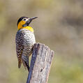 Campo Flicker (Colaptes campestris)
