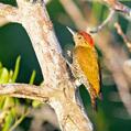 Red-stained Woodpecker (Veniliornis affinis)
