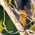 Red-stained Woodpecker (Veniliornis affinis)