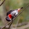 Mistletoebird (Dicaeum hirundinaceum)