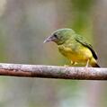 Snow-capped Manakin (Lepidothrix nattereri)