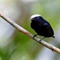 Snow-capped Manakin (Lepidothrix nattereri)