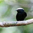 Snow-capped Manakin (Lepidothrix nattereri)