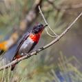 Mistletoebird (Dicaeum hirundinaceum)