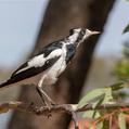 Magpie-lark (Grallina cyanoleuca)