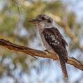 Laughing Kookaburra (Dacelo novaeguineae)