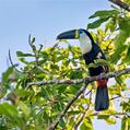 Channel-billed Toucan (Ramphastos vitellinus)