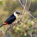 Channel-billed Toucan (Ramphastos vitellinus)
