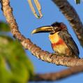 Chestnut-eared Aracari (Pteroglossus castanotis)