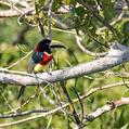 Red-necked Aracari (Pteroglossus bitorquatus)