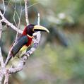 Red-necked Aracari (Pteroglossus bitorquatus)