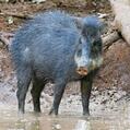 White-Lipped Peccary (Tayassu pecari)