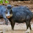 White-Lipped Peccary (Tayassu pecari)