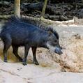 White-Lipped Peccary (Tayassu pecari)
