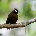Bare-eyed Antbird (Rhegmatorhina gymnops)