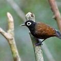Bare-eyed Antbird (Rhegmatorhina gymnops)