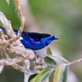Opal-rumped Tanager (Tangara velia)