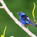 Opal-rumped Tanager (Tangara velia)