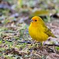 Saffron Finch (Sicalis flaveola)