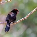 Silver-beaked Tanager (Ramphocelus carbo)