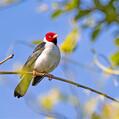 Yellow-billed Cardinal (Paroaria capitata)