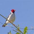 Yellow-billed Cardinal (Paroaria capitata)