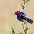 Yellow-billed Cardinal (Paroaria capitata)