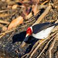 Yellow-billed Cardinal (Paroaria capitata)