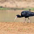 Bare-faced Ibis (Phimosus infuscatus)