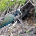 Green Ibis (Mesembrinibis cayennensis)