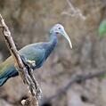 Green Ibis (Mesembrinibis cayennensis)