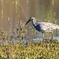 Plumbeous Ibis (Theristicus caerulescens)