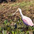 Roseate Spoonbill (Platalea ajaja)
