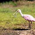 Roseate Spoonbill (Platalea ajaja)