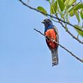 Blue-crowned Trogon (Trogon curucui)