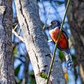 Blue-crowned Trogon (Trogon curucui)