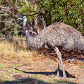 Emu (Dromaius novaehollandiae)