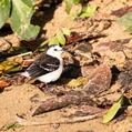 Pied Water Tyrant (Fluvicola pica)