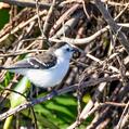Pied Water Tyrant (Fluvicola pica)