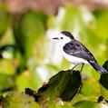 Pied Water Tyrant (Fluvicola pica)