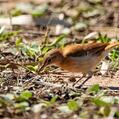 Rufous Casiornis (Casiornis rufus)