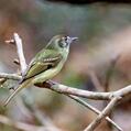 Sepia-capped Flycatcher (Leptopogon amaurocephalus)